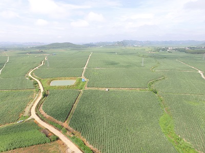 現代農場模式甘蔗長勢 (1) - 副本.jpg