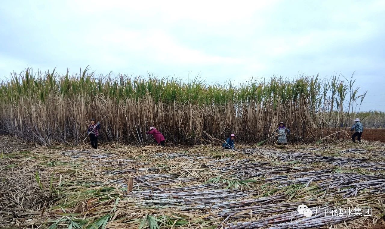 1581825000176729.jpg 1210628b4e2761ba96a1b487e4be2f91.jpg