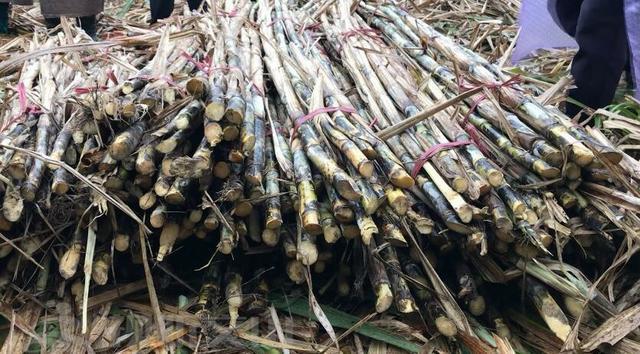 1582692421346576.jpg 1f178a82b9014a90de5e41a1c4550414b31bee76.jpg