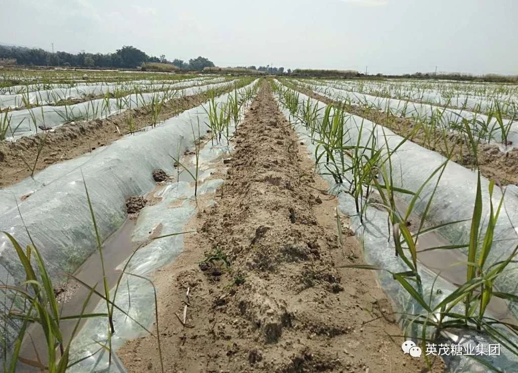 1583640799627891.jpg 42c10a2f02cc30cb41c20f4cfd046971.jpg