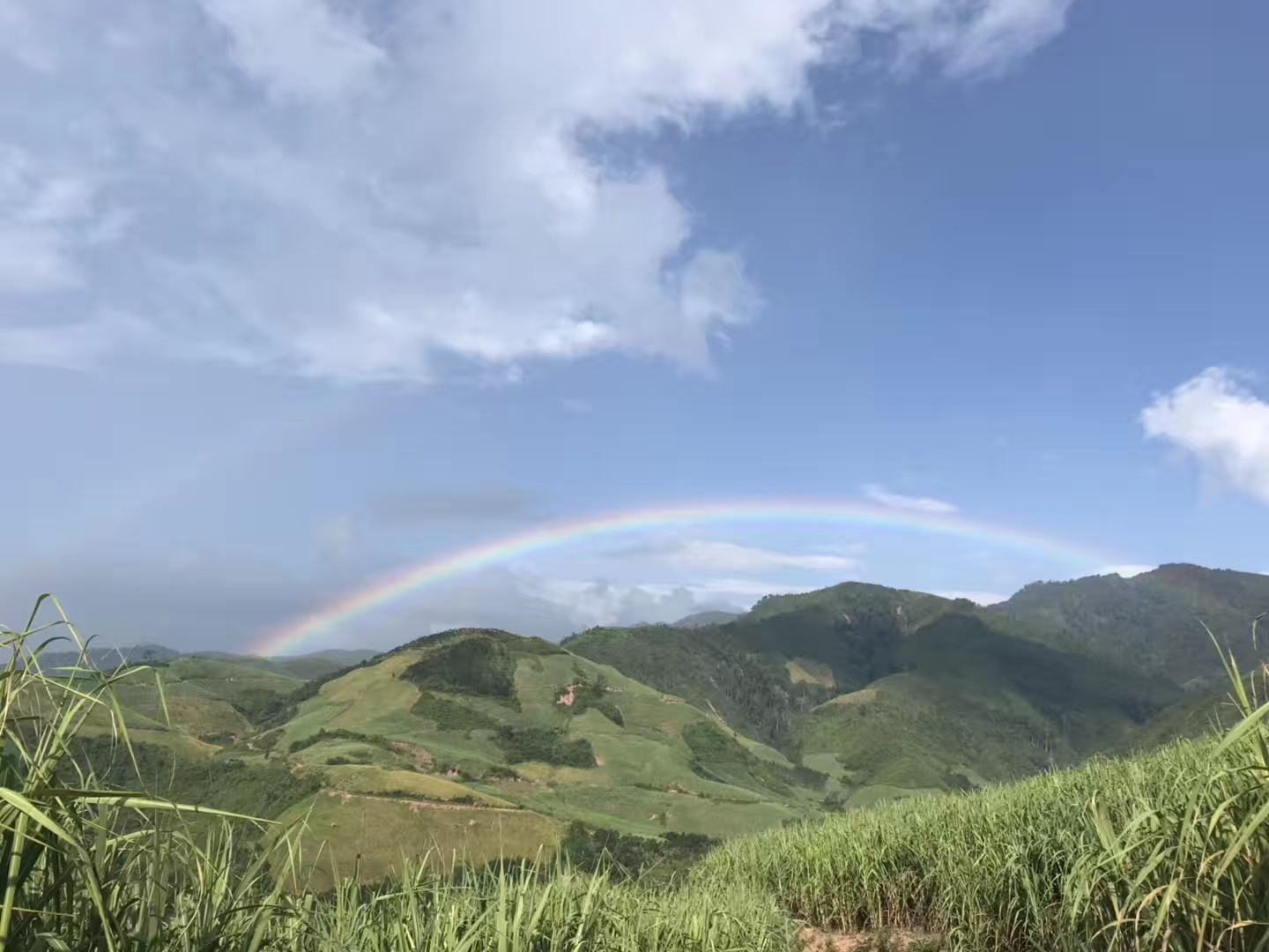 1583977382336023.jpg 種下的綠色希望.jpg