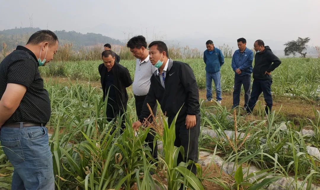 1585689413174043.jpg e70fe9d7de7c8e5837efa3a8f78c9c65.jpg