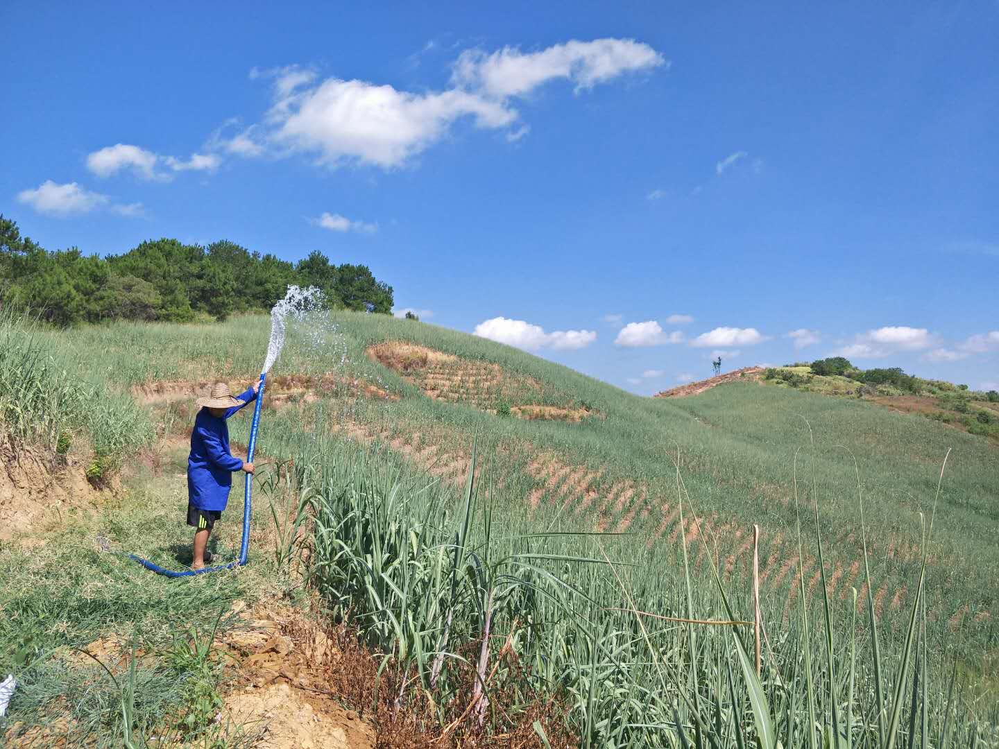 1596404991151679.jpg 蔗農淋水抗旱10.jpg