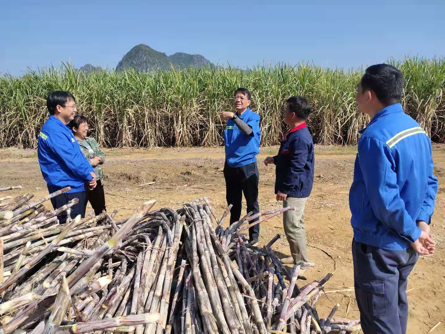 1607304560613046.jpg 林家樂COO兼總裁(右三)指導檢查甘蔗砍收工作2.jpg