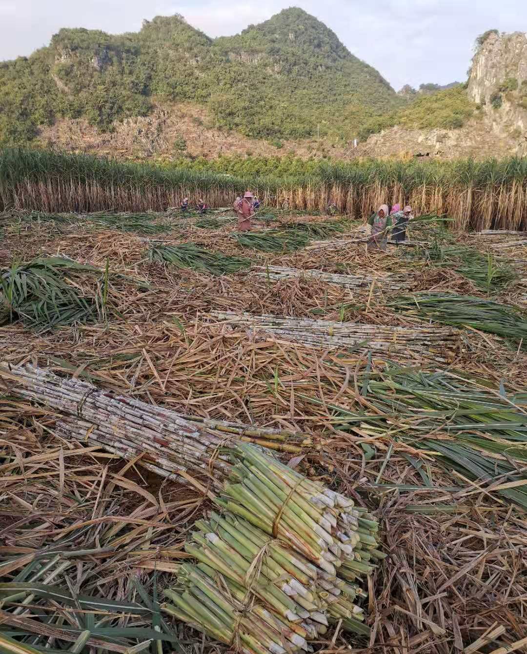 1607304609458070.jpg 東亞糖業甘蔗收獲.jpg