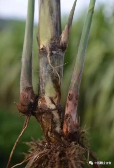 1622131555717161.png 圖片.png