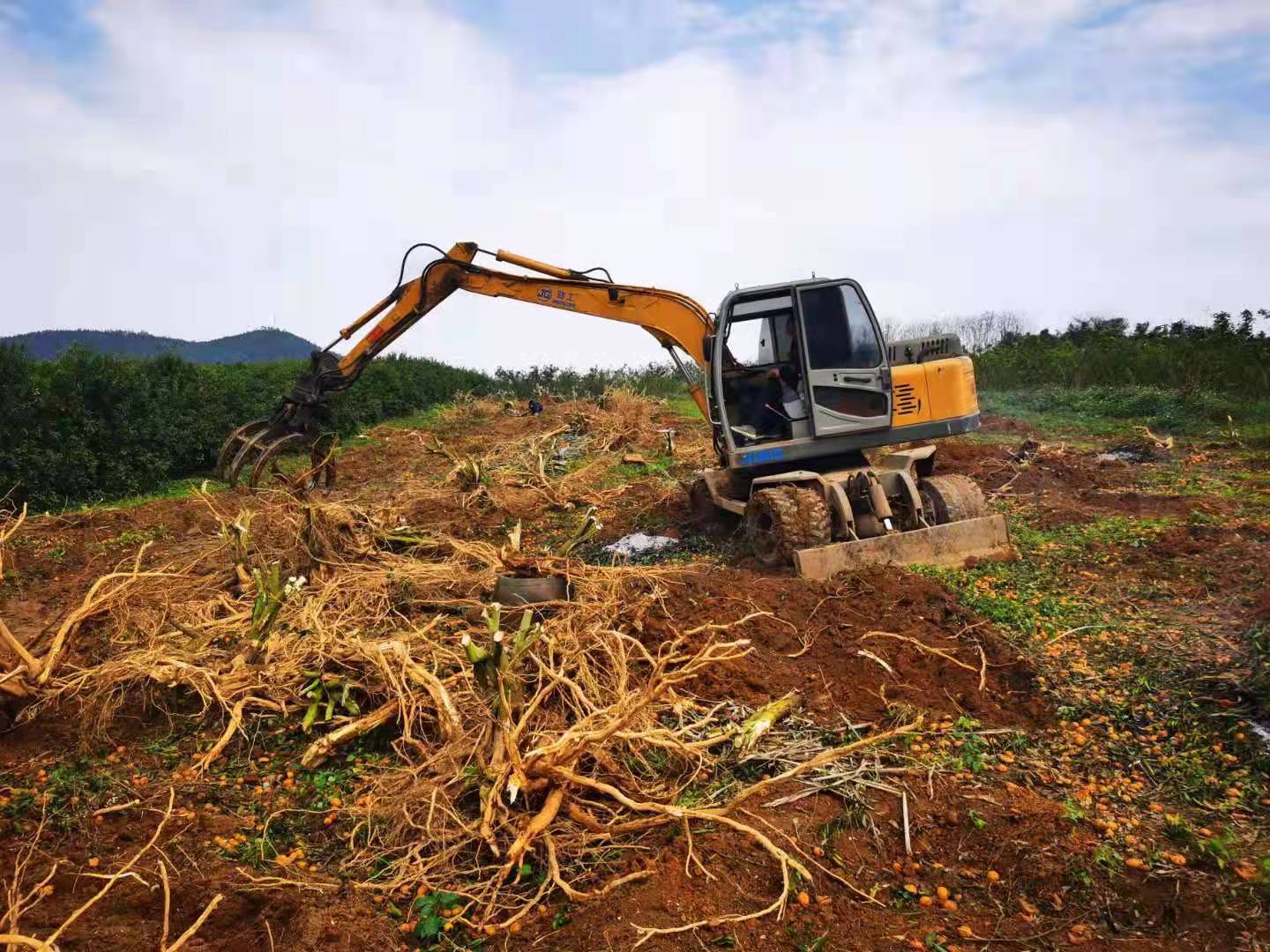 1646786206635243.jpg 清理非蔗作物.jpg